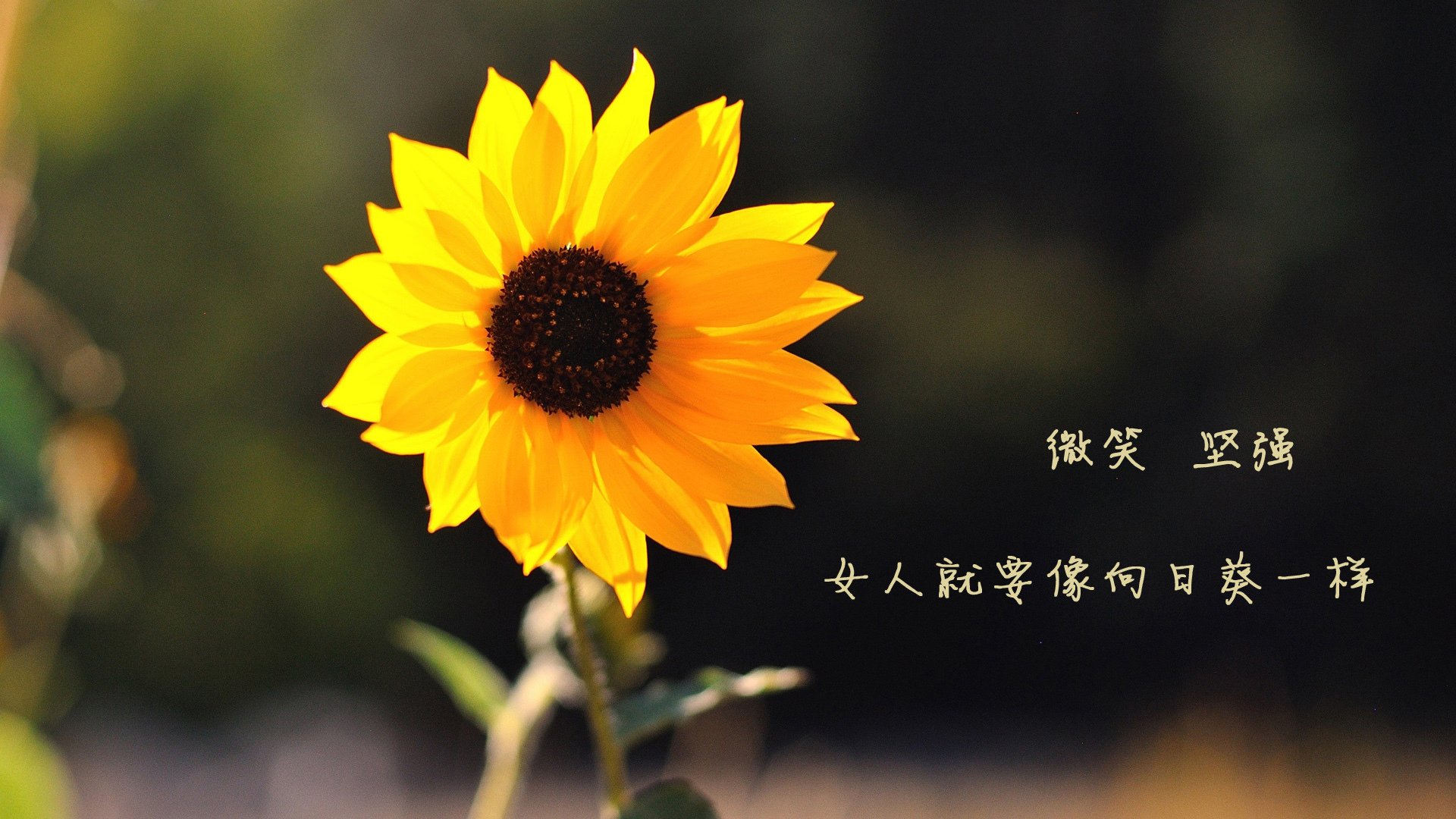 发动机的各个部件名称是什么意思（发动机部件分解图）